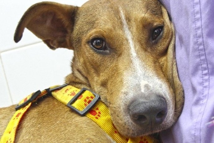 Naif, el perro que fue apuñalado y abandonado, ya recuperado 