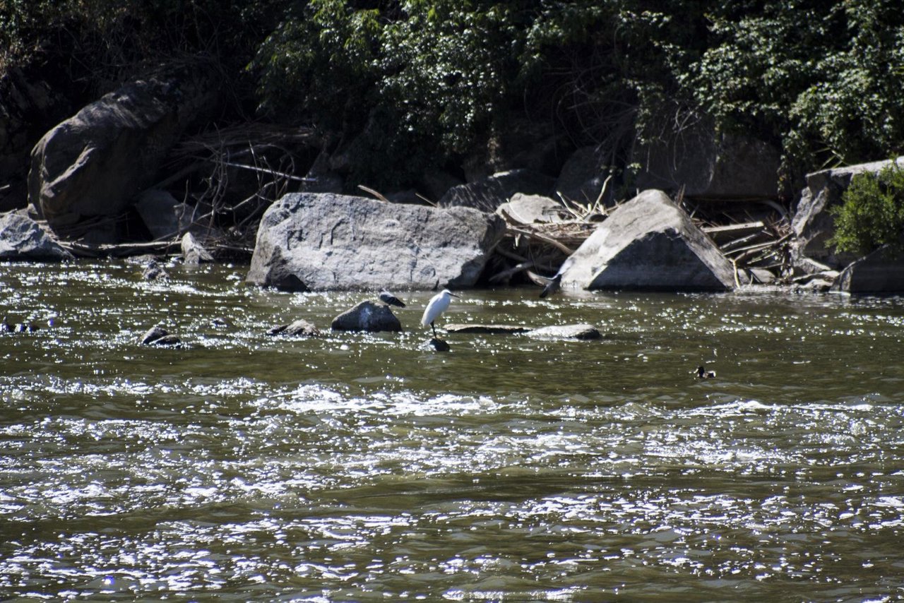 Presa, Agua, Río Tajo, Toledo, Pajaro, Ave