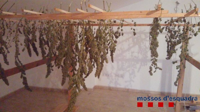 Localizan 25 quilos de marihuana en un piso en Bescanó e imputan al propietario