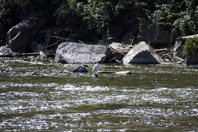 Presa, Agua, Río Tajo, Toledo, Pajaro, Ave