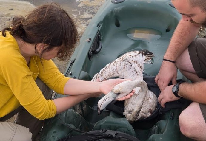 Flamenco rescatado en Alcudia