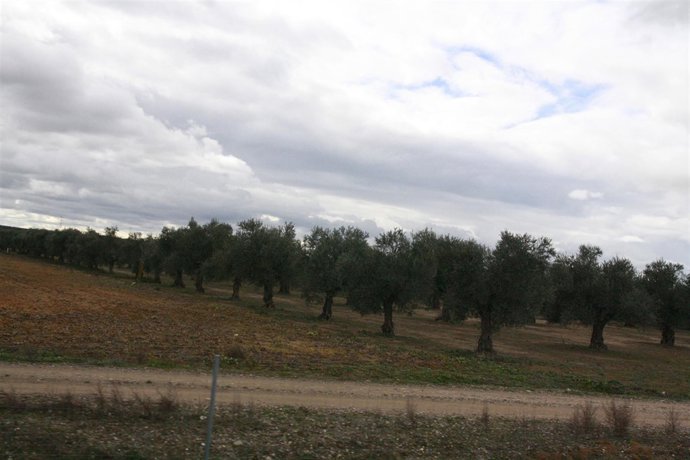 Olivos, Campo