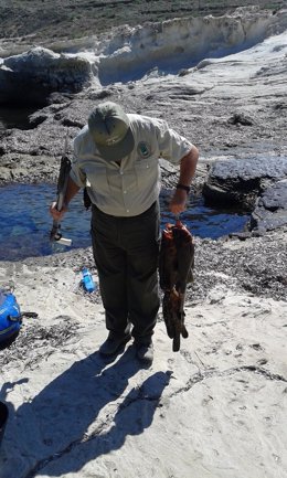 Uno de los ejemplares pescados ilegalmente en Cabo de Gata intervenidos