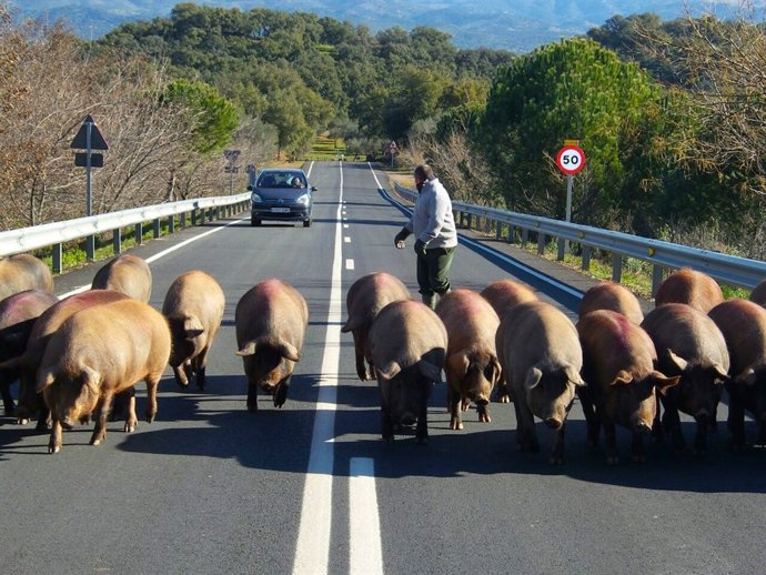 Cerdos en la carretera. 