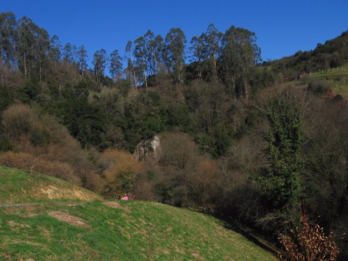 Bosque mixto sierra Pendo