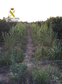 PLANTACIÓN DE MARIHUANA EN SANT JORDI