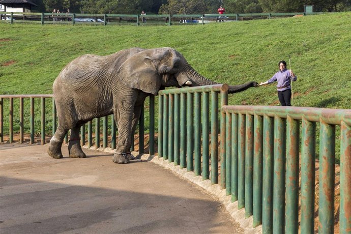 Nuevo elefante en Cabárceno