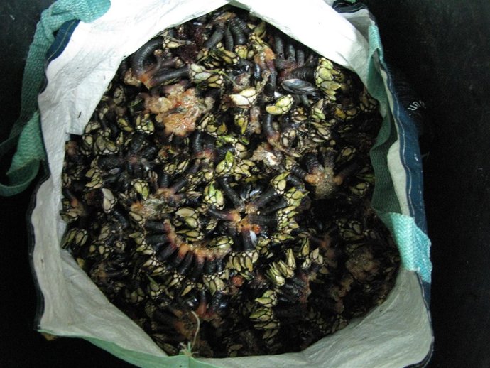 Remitiendo Nota De Prensa