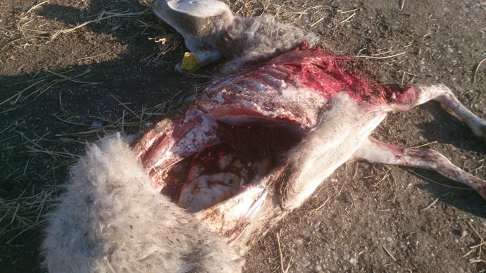 Una res muerta a causa del ataquel de lobos. 