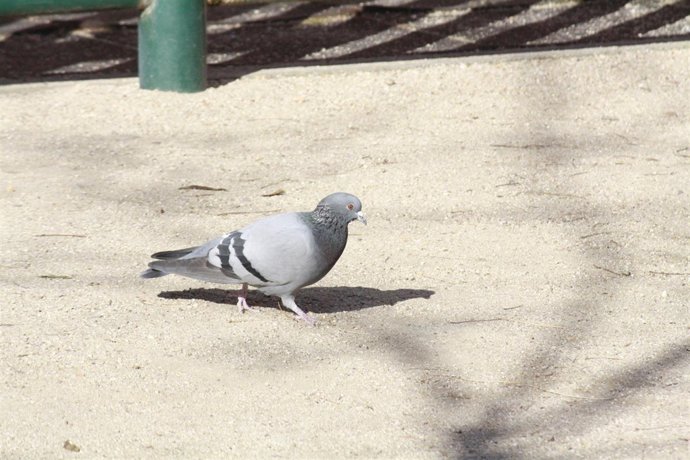 Paloma, Pajaro, Pajarito