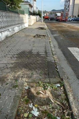 Imagen de los árboles talados