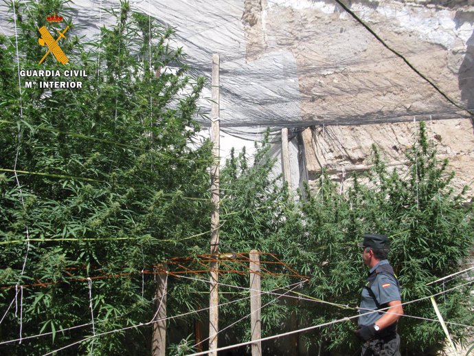 Plantación de marihuana desmantelada en Baena (Córdoba)