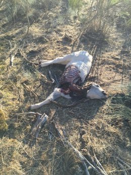 Ataque de lobo en La Redonda