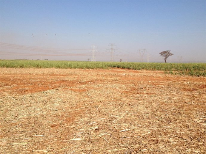 Campos de caña de azúcar
