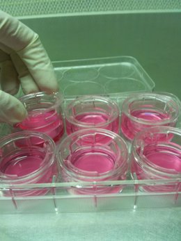 Investigadores de la UGR realizan ensayos con células intestinales