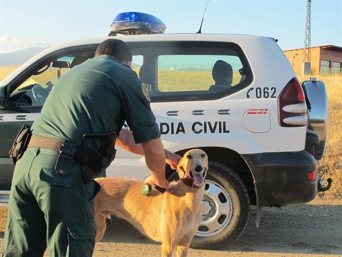 Un agente identifica a un galgo.