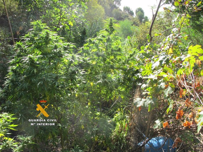 Marihuana encontrada en Estepona