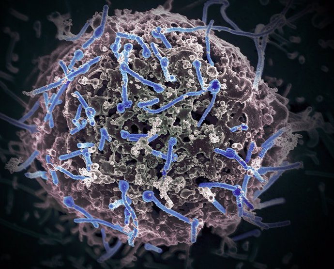 Sierra Leona probará la vacuna experimental del ébola tras registrar una nueva m
