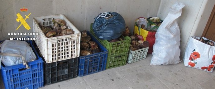 Setas incautadas en los registros