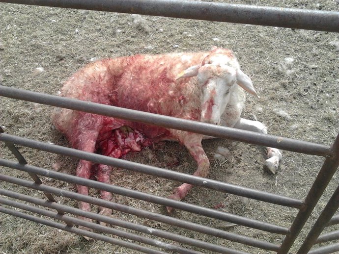 Ataque de Buitres en Guadramiro (Salamanca)