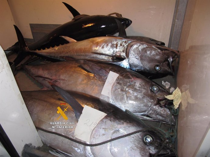 Atún rojo atunes pesca ilegal guardia civil  malaga