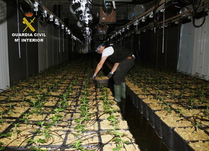 La Guardia Civil Desmantela Una Organización Criminal Dedicada Al Macro Cultivo 