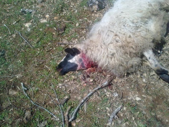 Una de las ovejas atacadas por el lobo