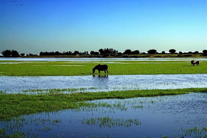 Doñana