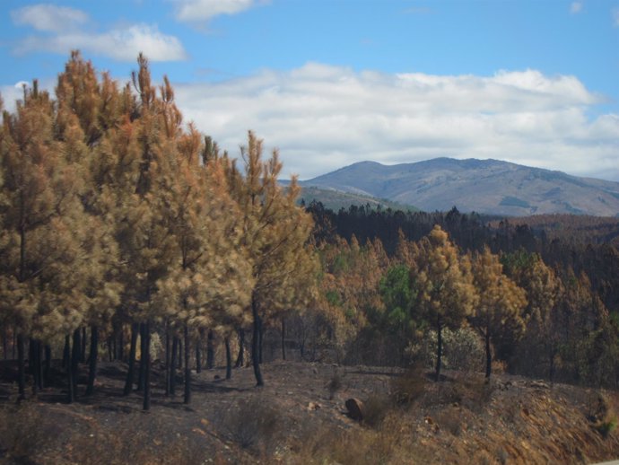 Pinar quemado en la Sierra de Gata (Cáceres)