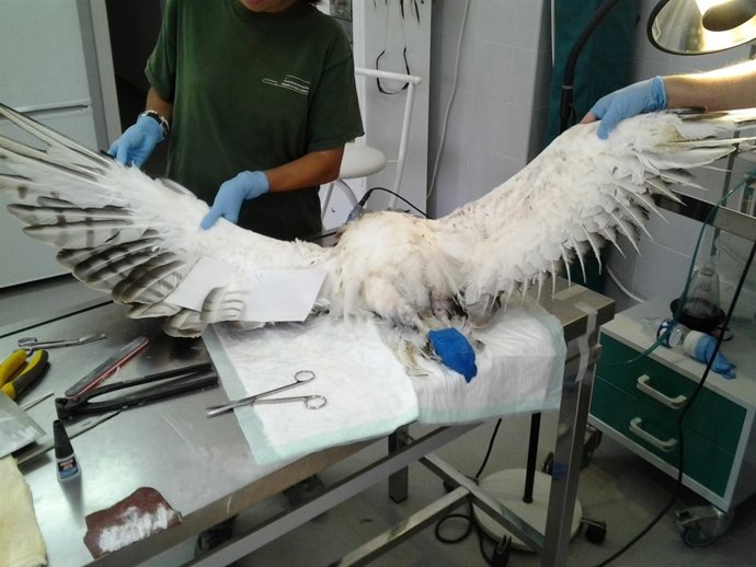 Aguila con plumas injertadas tras electrocutarse