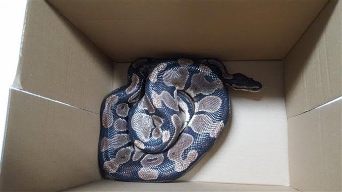 Serpiente intervenida por la Policía Local en Sant Antoni