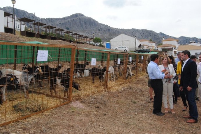 García visita la Feria Ganadera de Benaocaz
