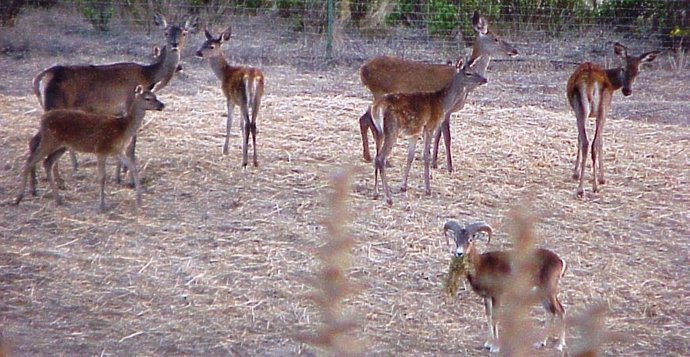 Cérvidos en Los Alcornocales
