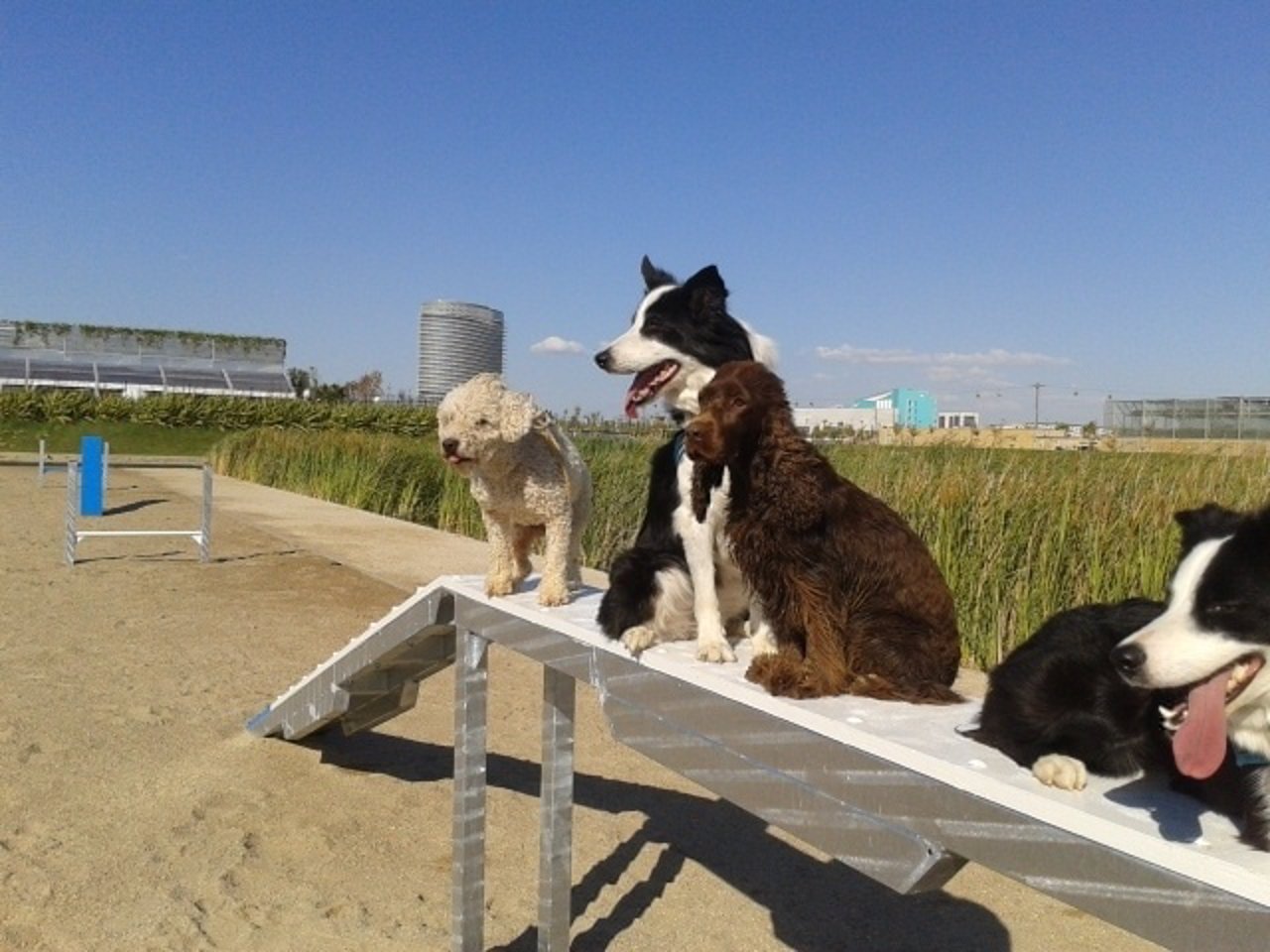 Zona para perros en el Parque del Agua de Zaragoza