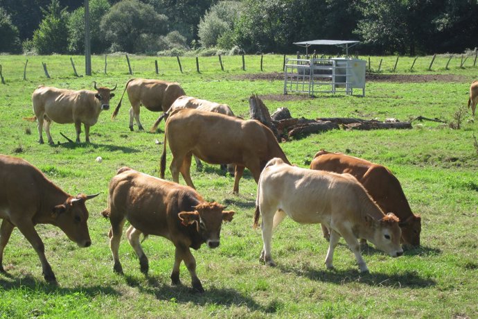 Vacas, Rural, Asturiana de los Valles