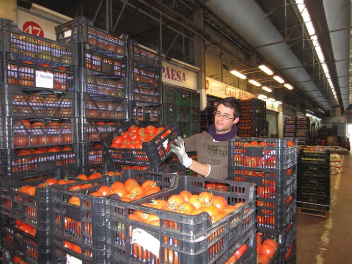 Un operario manipula tomates en Mercacórdoba