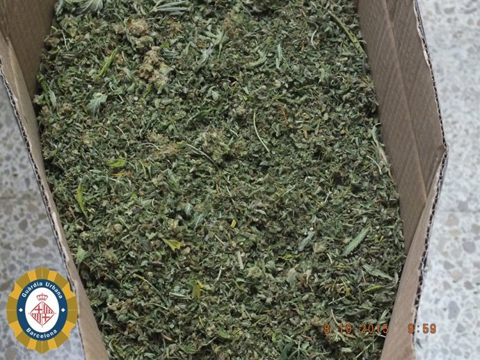 La Guàrdia Urbana De Barcelona Desarticula Un Punt De Cultiu De Marihuana Al Dis