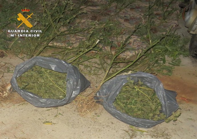 Parte de los cogollos de marihuana intervenidos