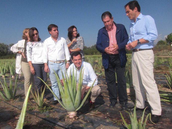Juanma Moreno en la visita a un campo de aloe vera en Encinarejo
