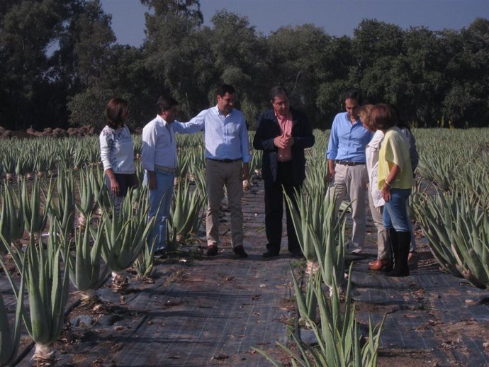 Juanma Moreno en la visita a la explotación de aloe vera de Encinarejo