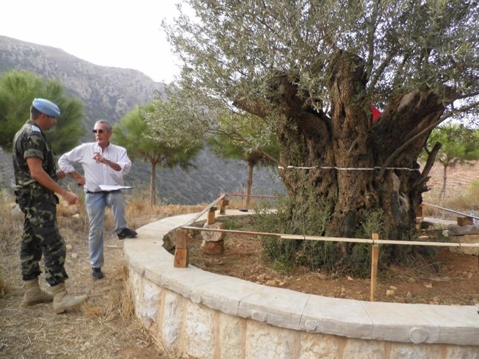 Expertos españoles buscan el olivo más longevo de Líbano