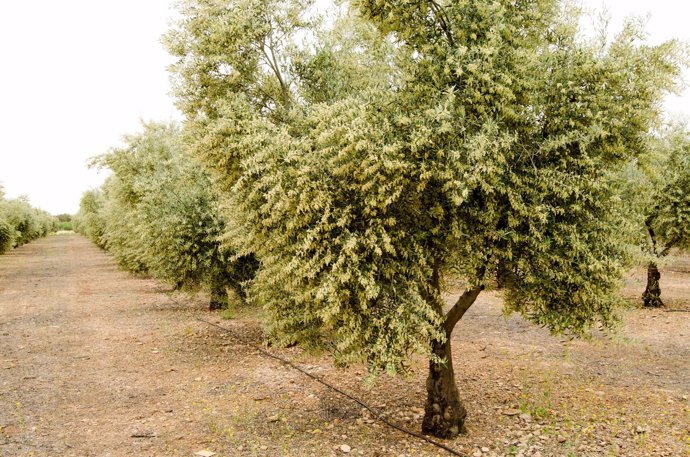 El sistema de riego influye en la calidad del aceite de oliva