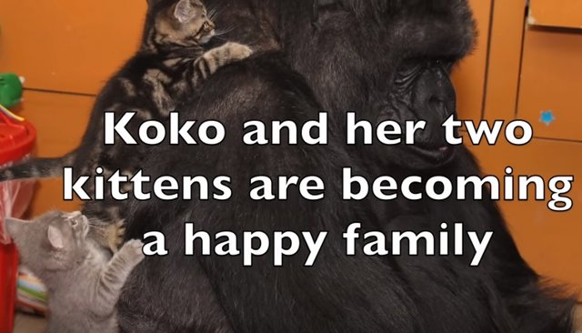 koko familia
