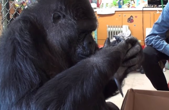 Koko, la gorila que no podía ser madre y adoptó a dos gatitos