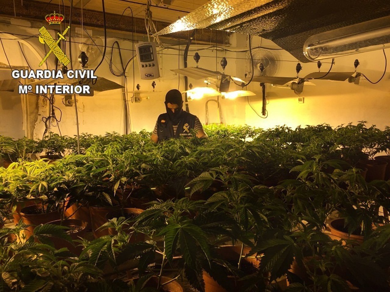 Inacutación de marihuana