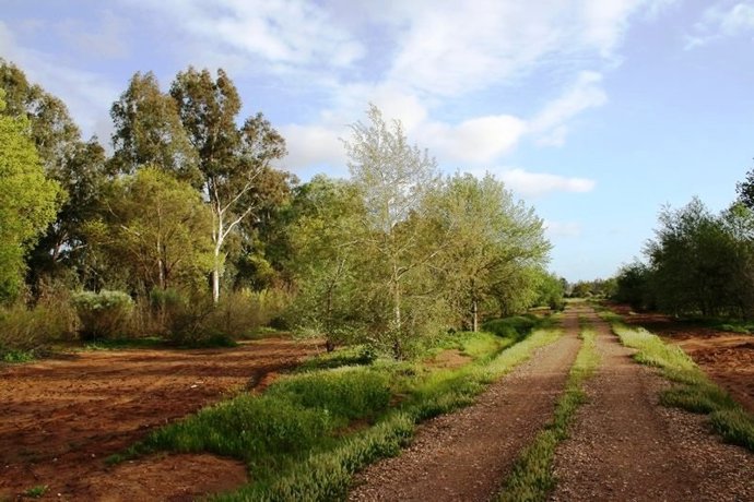 Sevilla defiende su papel en la Vía de la Plata.