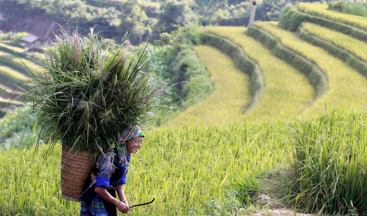 A Vietnamese woman of Hmong ethnic tribe carries a grass basket on a terraced ri