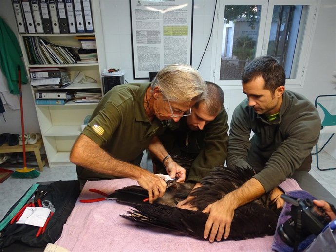 Liberado un ejemplar de buitre negro recuperado por el Cofib