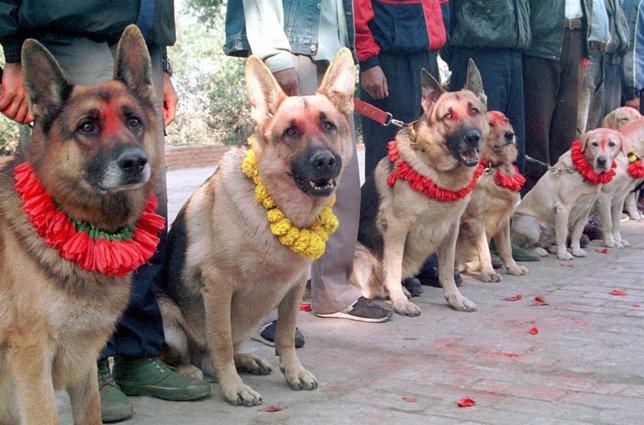 Nepalese police dogs sit after being blessed by police officers during celebrati