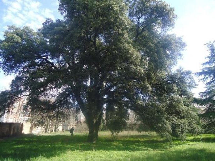 Finca de Torre Arias en San Blas